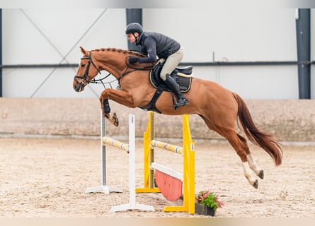 Holsteiner, Hongre, 5 Ans, 168 cm, Alezan brûlé