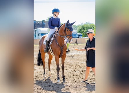 Holsteiner, Hongre, 5 Ans, 168 cm, Bai