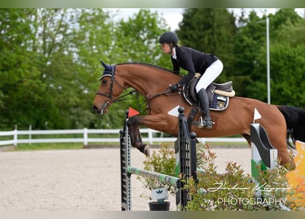 Holsteiner, Hongre, 5 Ans, 169 cm, Bai