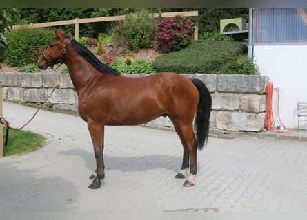Holsteiner, Hongre, 5 Ans, 169 cm, Bai clair