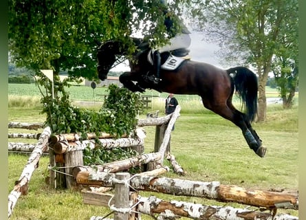 Holsteiner, Hongre, 5 Ans, 170 cm, Bai brun