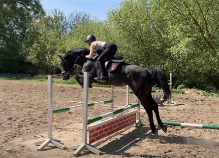 Holsteiner, Hongre, 5 Ans, 170 cm, Bai brun foncé