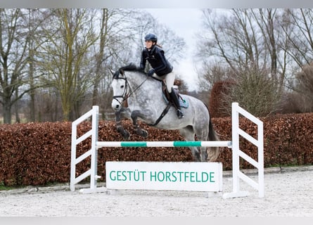 Holsteiner, Hongre, 5 Ans, 171 cm, Gris