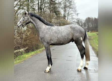 Holsteiner, Hongre, 5 Ans, 172 cm, Gris