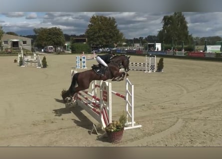Holsteiner, Hongre, 5 Ans, 180 cm, Bai