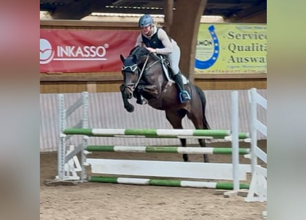 Holsteiner, Hongre, 6 Ans, 162 cm, Bai