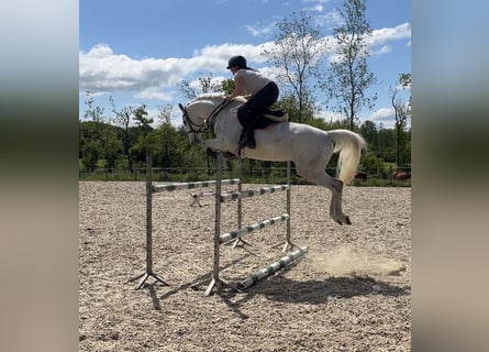 Holsteiner, Hongre, 6 Ans, 165 cm, Gris