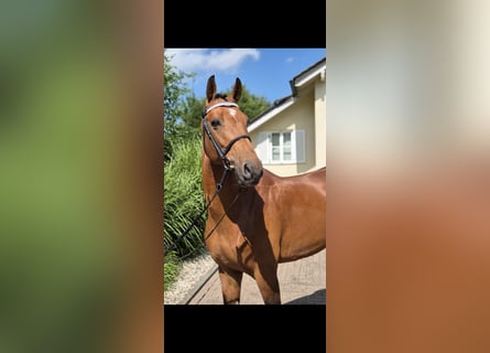 Holsteiner, Hongre, 6 Ans, 167 cm, Bai