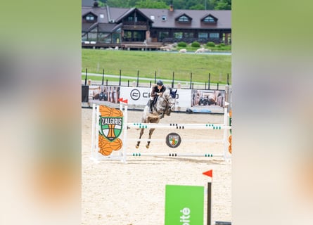 Holsteiner, Hongre, 6 Ans, 167 cm, Gris