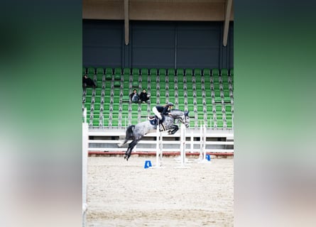 Holsteiner, Hongre, 6 Ans, 167 cm, Gris