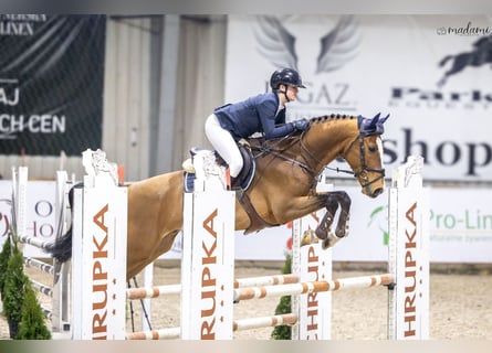 Holsteiner Croisé, Hongre, 6 Ans, 168 cm, Bai cerise