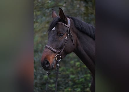 Holsteiner, Hongre, 6 Ans, 168 cm, Bai