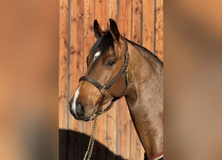 Holsteiner, Hongre, 6 Ans, 169 cm, Bai clair