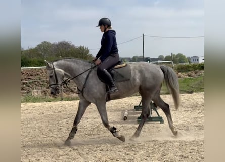 Holsteiner, Hongre, 6 Ans, 169 cm, Rouan bleu