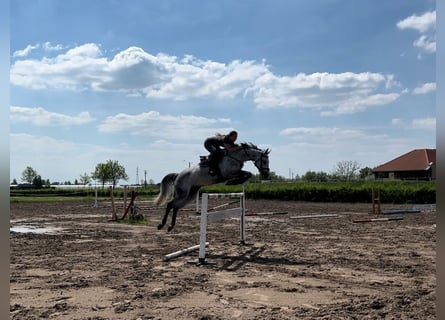 Holsteiner, Hongre, 6 Ans, 169 cm, Rouan bleu