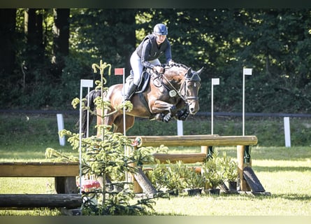 Holsteiner, Hongre, 6 Ans, 170 cm, Bai