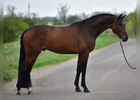 Holsteiner, Hongre, 6 Ans, 170 cm, Bai