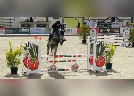 Holsteiner, Hongre, 6 Ans, 170 cm, Gris