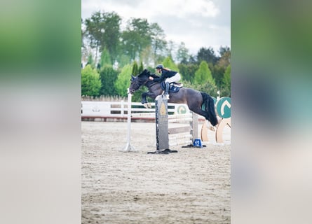 Holsteiner, Hongre, 6 Ans, 171 cm, Bai brun