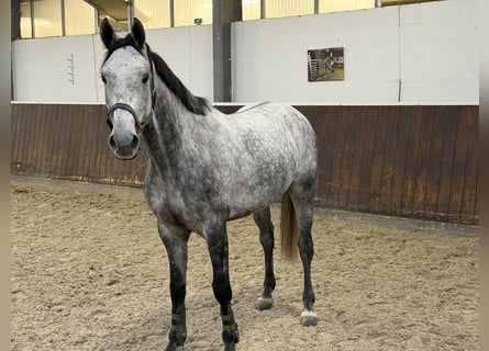 Holsteiner, Hongre, 6 Ans, 172 cm, Gris