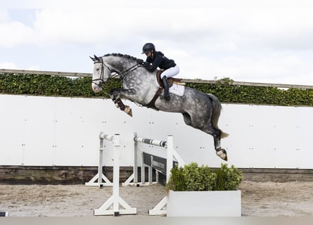 Holsteiner, Hongre, 6 Ans, 174 cm