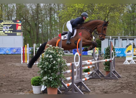 Holsteiner, Hongre, 6 Ans, 178 cm, Bai