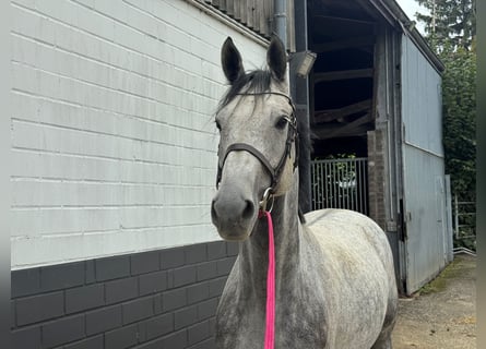 Holsteiner, Hongre, 6 Ans, Gris pommelé