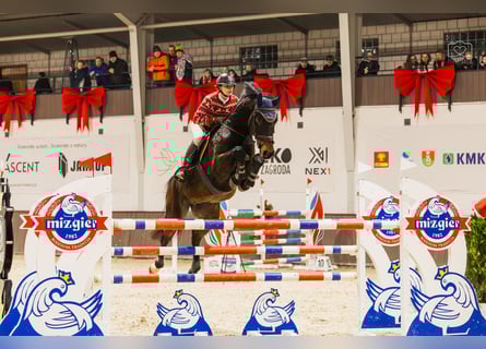 Holsteiner, Hongre, 7 Ans, 167 cm, Bai