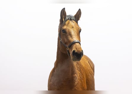 Holsteiner, Hongre, 7 Ans, 167 cm, Bai