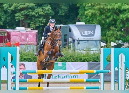 Holsteiner, Hongre, 7 Ans, 168 cm, Bai