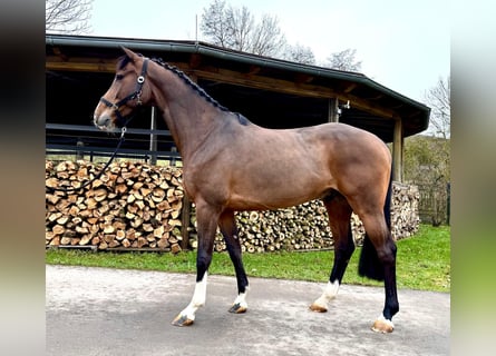 Holsteiner, Hongre, 7 Ans, 168 cm, Bai