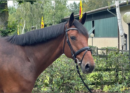 Holsteiner, Hongre, 7 Ans, 168 cm, Bai