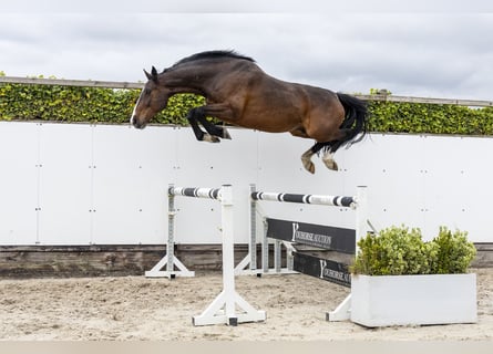 Holsteiner, Hongre, 7 Ans, 169 cm, Bai brun