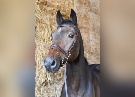 Holsteiner, Hongre, 7 Ans, 170 cm, Bai