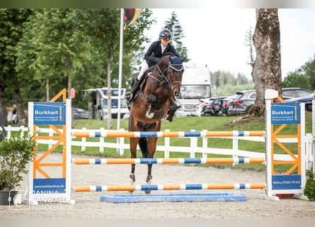 Holsteiner, Hongre, 7 Ans, 170 cm, Bai