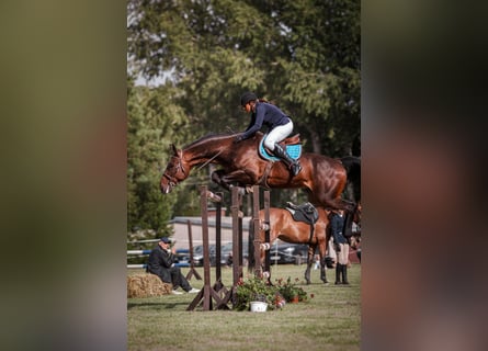Holsteiner Croisé, Hongre, 7 Ans, 170 cm, Bai