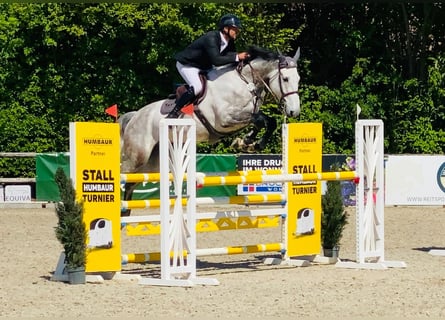 Holsteiner, Hongre, 7 Ans, 173 cm, Gris