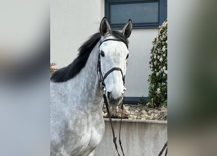 Holsteiner, Hongre, 7 Ans, 173 cm, Gris