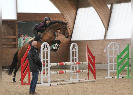 Holsteiner, Hongre, 7 Ans, 175 cm, Bai