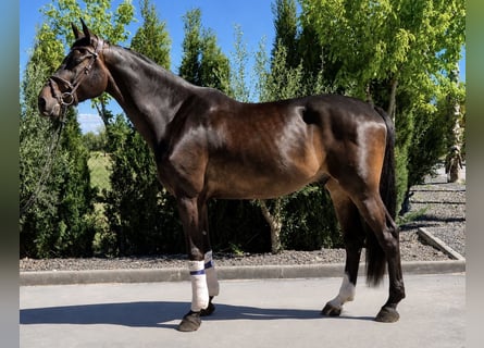 Holsteiner, Hongre, 7 Ans, 177 cm, Bai brun