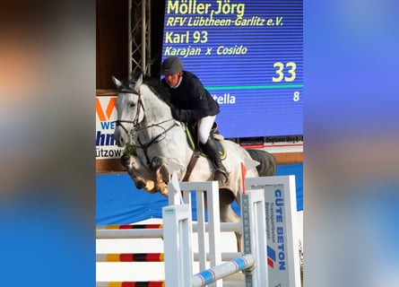 Holsteiner, Hongre, 8 Ans, 166 cm, Gris pommelé