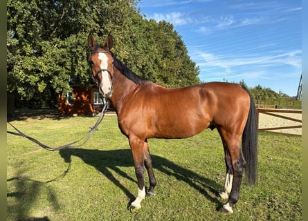 Holsteiner, Hongre, 8 Ans, 169 cm, Bai