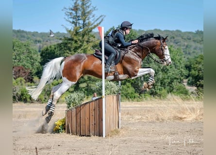 Holsteiner, Hongre, 8 Ans, 170 cm, Tobiano-toutes couleurs