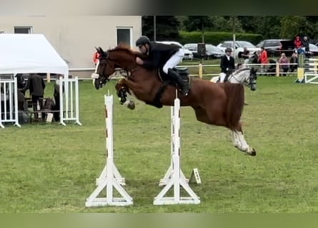 Holsteiner, Hongre, 8 Ans, 179 cm, Alezan