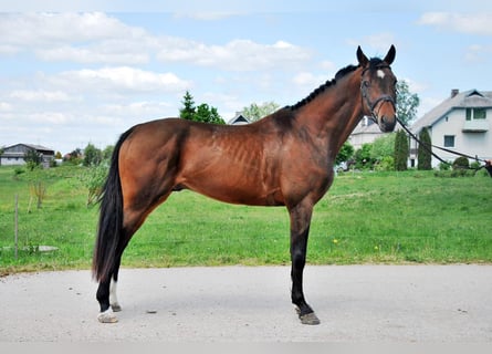Holsteiner Croisé, Hongre, 9 Ans, 164 cm, Bai
