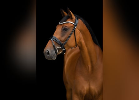 Holsteiner, Hongre, 9 Ans, 170 cm, Bai