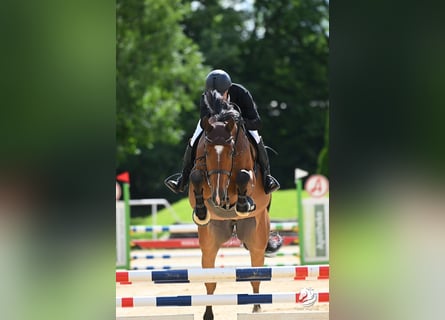 Holsteiner, Hongre, 9 Ans, 170 cm, Bai