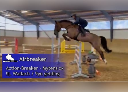 Holsteiner, Hongre, 9 Ans, 172 cm, Bai