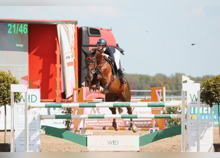 Holsteiner, Hongre, 9 Ans, 173 cm, Alezan brûlé