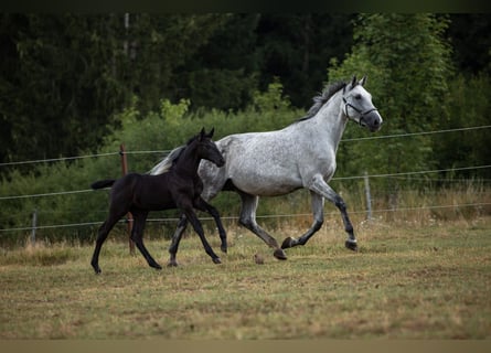 Holsteiner, Jument, 10 Ans, 173 cm, Gris moucheté